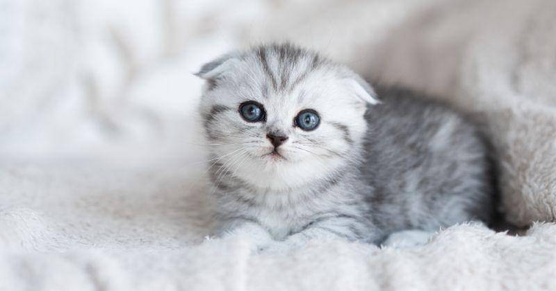 Freepik/freepic.diller